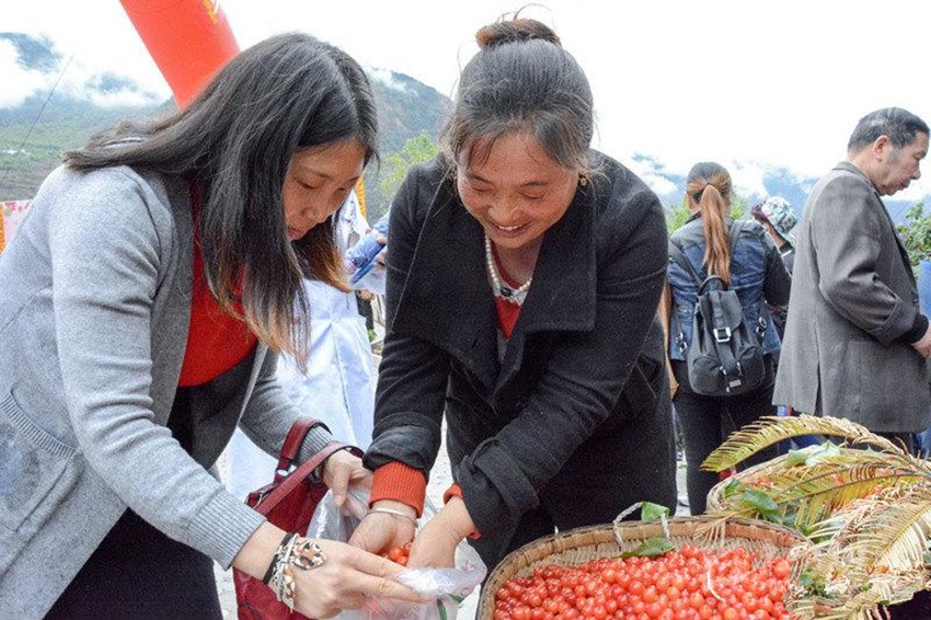 櫻桃紅了，老百姓笑了