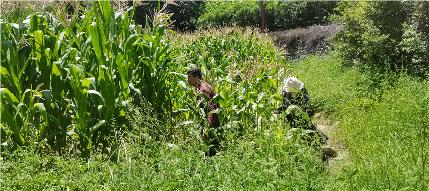 牛奶水果.jpg 牛奶水果.jpg