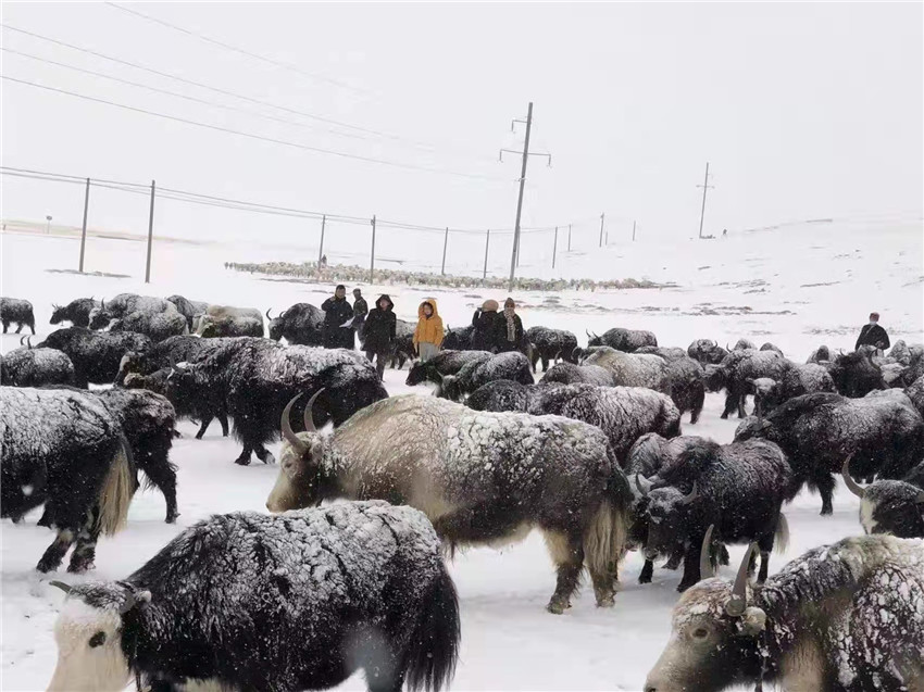 地處“云端之上”生命禁區(qū)“的農(nóng)行石渠支行80后青年益西多吉說”今年疫情流行，大伙冒雪下鄉(xiāng)送金融服務(wù)，新年首日就為農(nóng)戶發(fā)放了3000多萬元，點(diǎn)亮百姓牦牛致富夢，疫情終將過去，筑夢春天，我們協(xié)力點(diǎn)燃牧民發(fā)展信心“.jpg