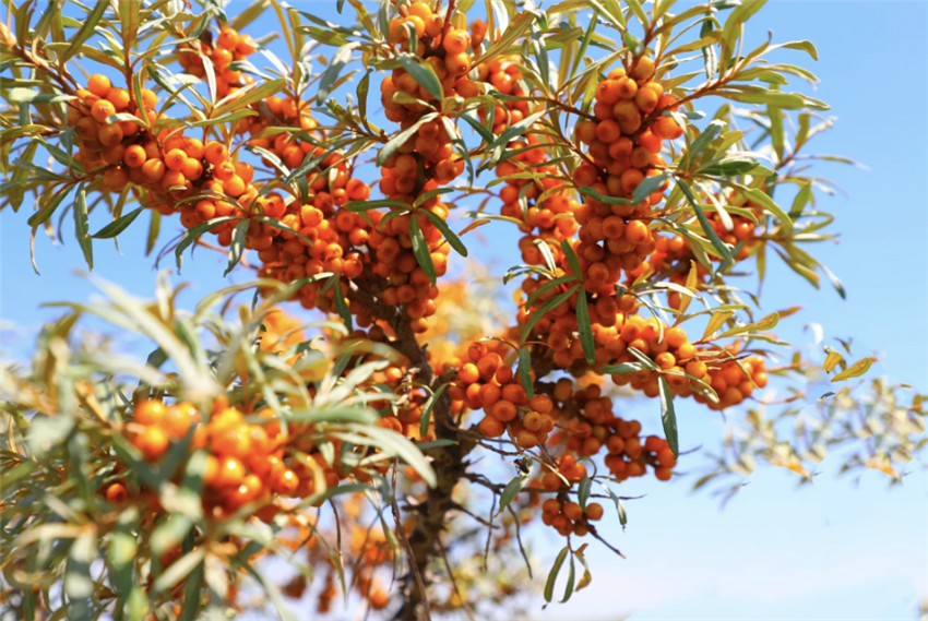 沙棘.png 沙棘.png