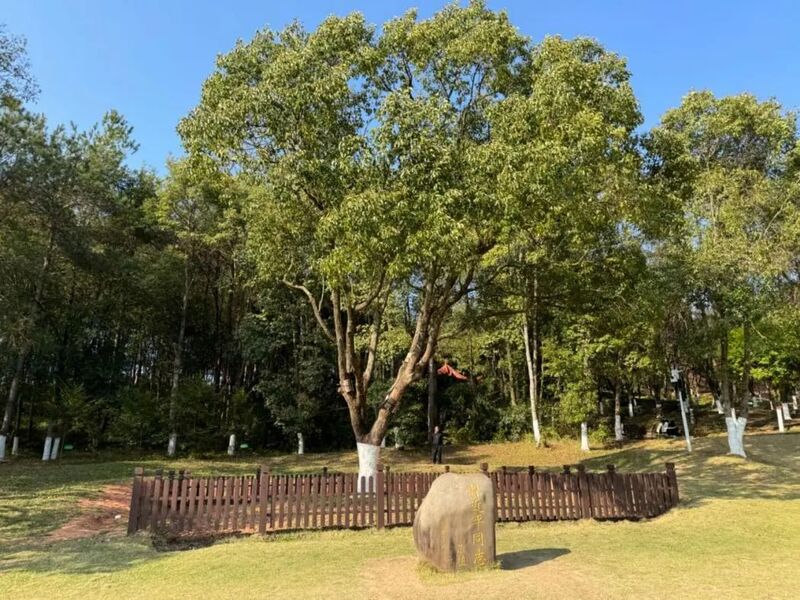 習(xí)近平同志為福建省長(zhǎng)汀縣水土保持科教園捐種的香樟樹。圖源：學(xué)習(xí)時(shí)報(bào)