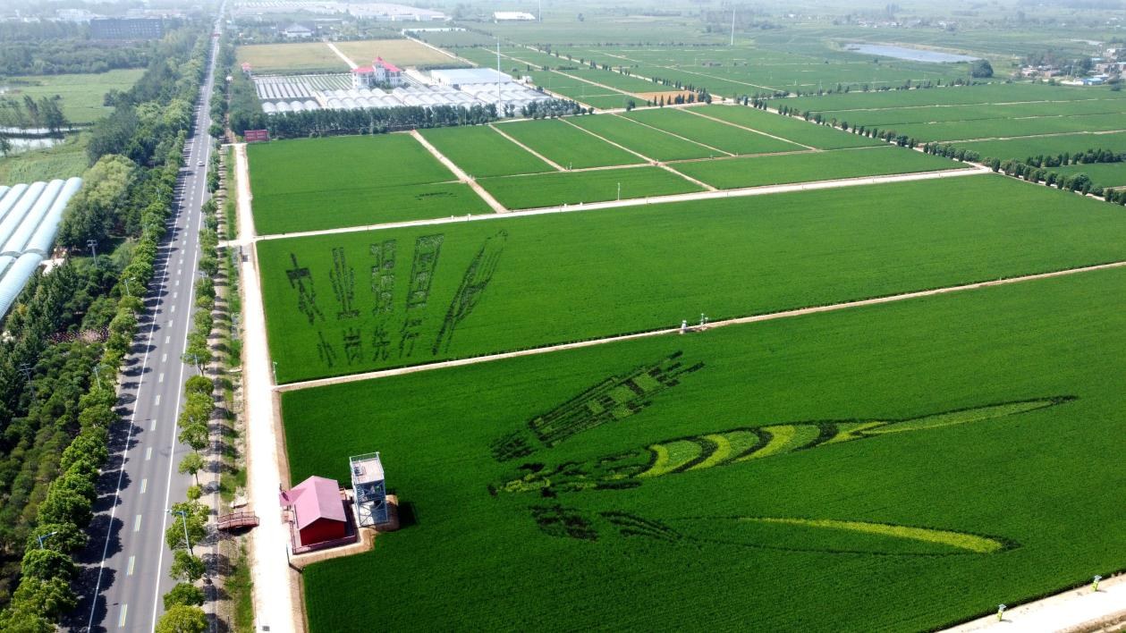 俯瞰小崗村高標(biāo)準(zhǔn)農(nóng)田。鳳陽縣委宣傳部供圖